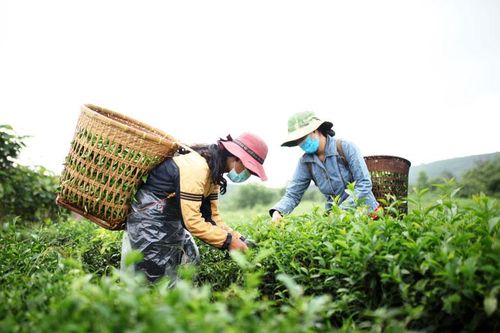 Bảo Lâm: Tăng tốc cho mục tiêu huyện nông thôn mới
