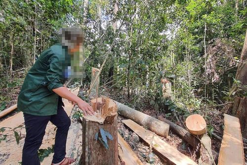 Phó Thủ tướng yêu cầu xử lý nghiêm vụ phá rừng tại Gia Lai