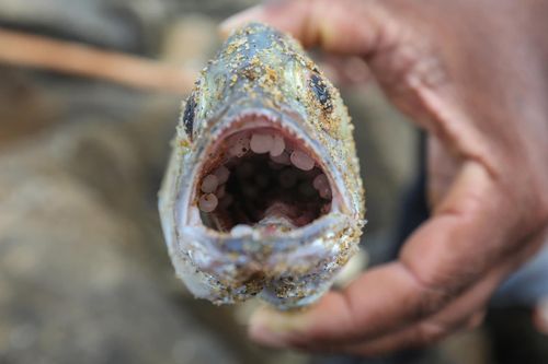 Vùng biển Sri Lanka có thể sẽ chết
