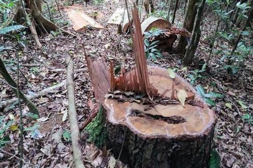 Chính phủ yêu cầu khẩn trương kiểm tra, xử lý nghiêm vụ phá rừng ở Gia Lai