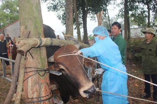 Không bao che, tiếp tay cho các đối tượng buôn lậu, vận chuyển trái phép trâu, bò