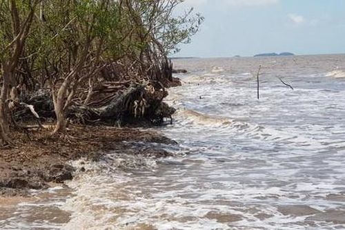 Xuất hiện nhiều điểm sạt lở dọc đê biển Cà Mau
