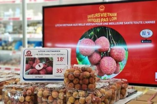 Vải thiều Thanh Hà sang Pháp: Gần 500.000 đồng/kg vẫn 'cháy hàng'