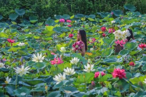 Ngẩn ngơ khi lạc vào 'thiên đường' gần 170 loại sen 'độc nhất vô nhị' ở Thủ đô