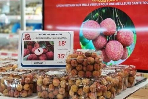 Lô vải thiều thứ hai sẽ được nhập khẩu vào Pháp ngay trong tuần này