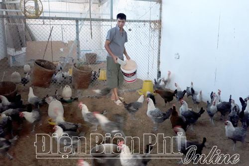 Cựu chiến binh thoát nghèo từ mô hình kinh tế tổng hợp