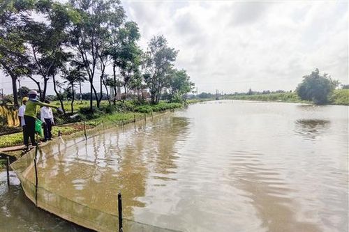 Triệu Trung: Mô hình nuôi vịt - cá đạt từ 300 - 350 triệu đồng/ha/năm