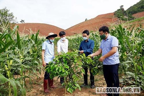 Phát triển nông nghiệp 'xanh' ở Thuận Châu