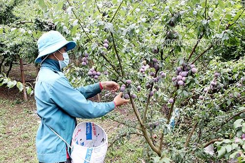 Mận Sơn La cơ bản đảm bảo tiêu thụ