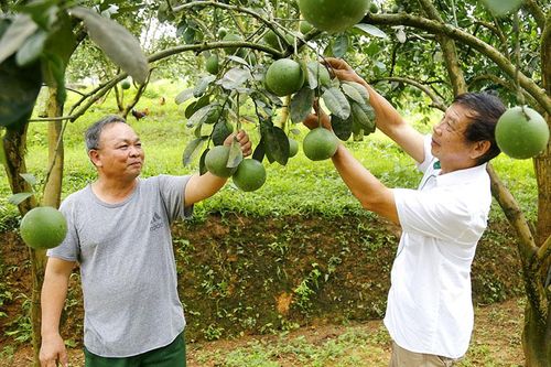 'Đảng viên đi trước…'