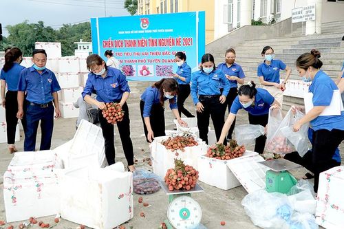 Thành đoàn Tuyên Quang hỗ trợ Bắc Giang tiêu thụ 13 tấn vải thiều
