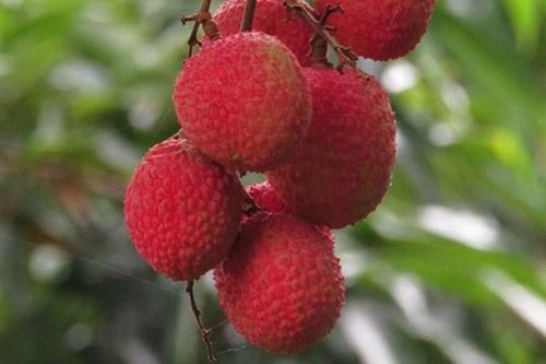 Cây vải quý 1.500 tuổi, giá mỗi quả 245.000 đồng