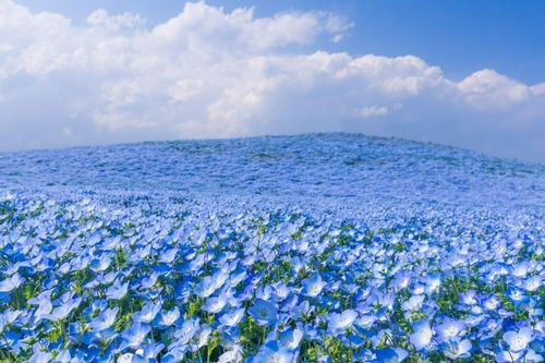 Thiên đường hoa nở quanh năm ở Nhật Bản