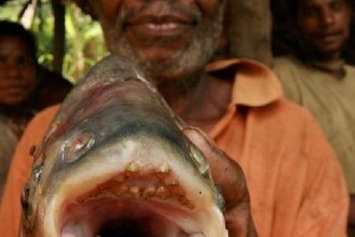 Rùng mình cá ăn tinh hoàn, có bộ răng giống hệt con người