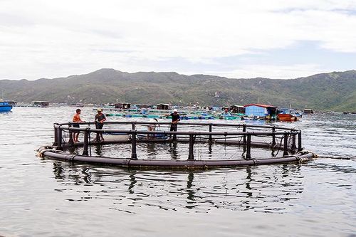 Nuôi cá bớp trong lồng tròn HDPE