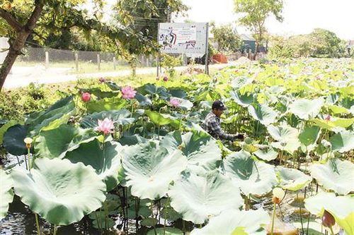Đất trũng nở hoa