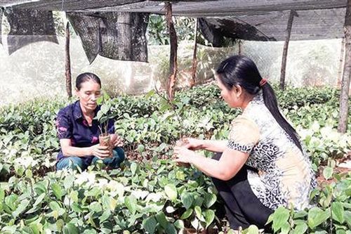 Đẩy mạnh sản xuất hồ tiêu theo hướng hữu cơ, công nghệ cao