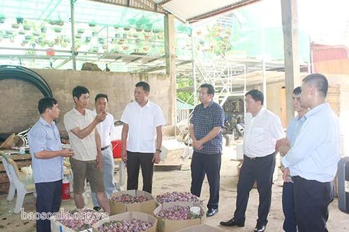 Đồng chí Phó Chủ tịch UBND tỉnh kiểm tra tình hình tiêu thụ mận hậu tại xã Phiêng Khoài