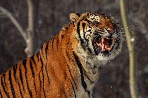 Hổ Siberia lao qua hàng rào điện, cắn chết một người trong công viên
