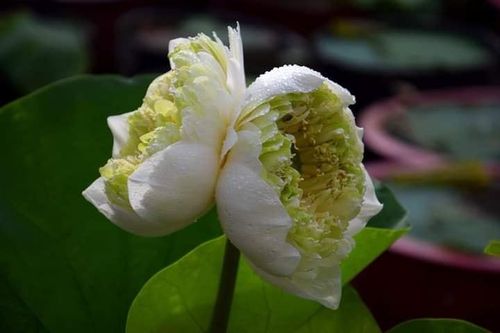 300.000 đồng một cành sen 'dị biến'