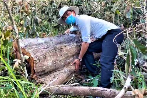 Khởi tố vụ phá rừng tự nhiên quy mô lớn