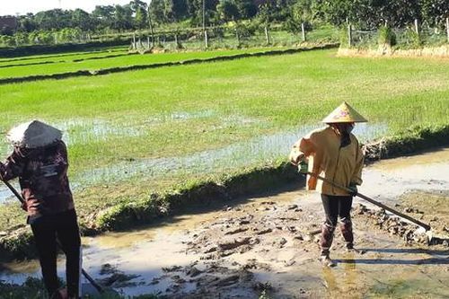 Hà Tĩnh: Hàng ngàn hecta lúa bị hư hỏng do ảnh hưởng mưa lớn phải gieo sạ lại
