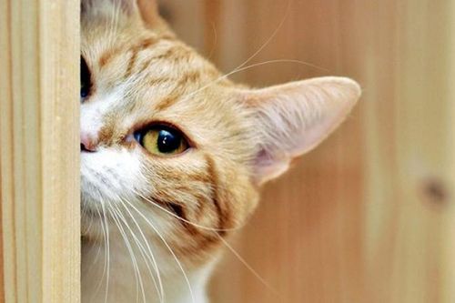 Kiêng nói bí mật cho mèo và điều mê tín phổ biến trên thế giới