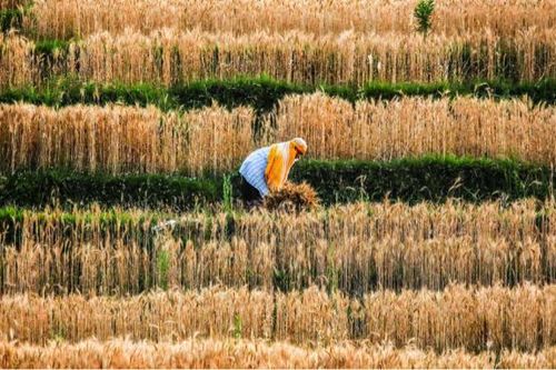 Giá thực phẩm tăng cao nhất trong thập kỷ qua ảnh hưởng đến người tiêu dùng và doanh nghiệp châu Á