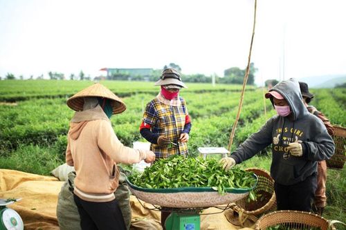 Vùng chè chất lượng cao phục vụ xuất khẩu