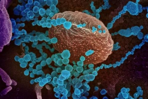 Khả năng phòng ngừa của vắc xin AstraZeneca với các biến thể SARS-CoV-2 mới