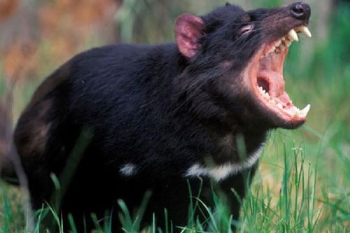 Thế giới kỳ bí của quỷ Tasmania, 'sát thủ' có túi lớn nhất thế giới