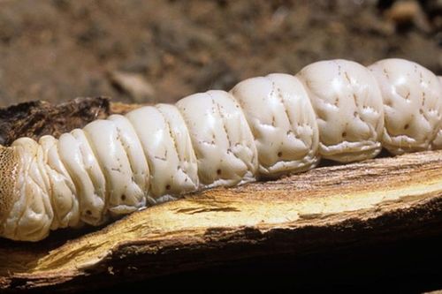 Ấu trùng bướm, đặc sản có thể khiến người ăn 'hú hồn'