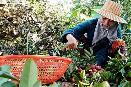 'Đổ mồ hôi, sôi nước mắt' thu hoạch vải Thanh Hà cuối mùa