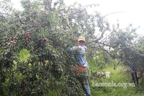 Hỗ trợ đẩy mạnh tiêu thụ mận hậu Phiêng Khoài