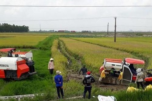Độc quyền, bảo kê và phá hoại máy gặt bị xử lý như thế nào?