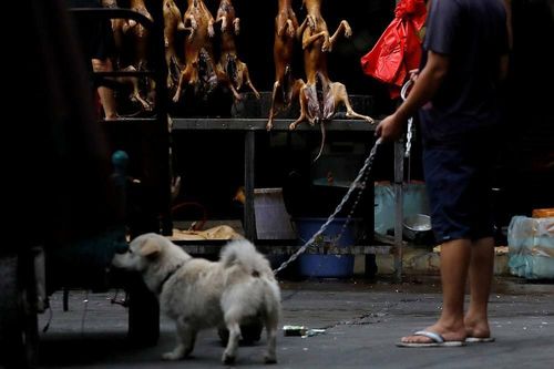 Giải cứu 68 con chó thoát khỏi lễ hội thịt chó ở Trung Quốc