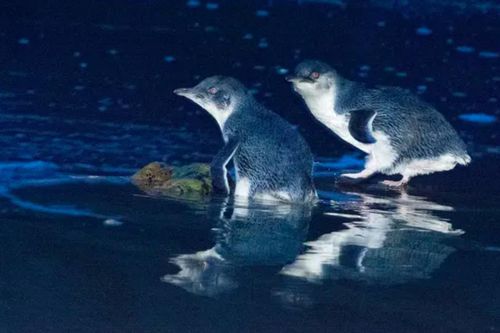 Quỷ Tasmania giết chết hàng nghìn con chim cánh cụt