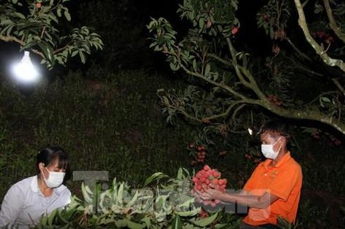 Nông dân Bắc Giang trắng đêm thu hoạch vải thiều