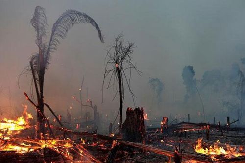 Cháy rừng, hạn hán khiến bệnh nhân COVID-19 ở Brazil càng khó hồi phục