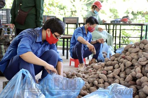 Đoàn thanh niên huyện Điện Biên hỗ trợ tiêu thụ khoai lang Vĩnh Long
