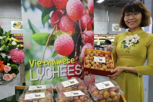 Vải tươi Việt Nam được đấu giá lên tới 53 triệu đồng/kg ở Australia