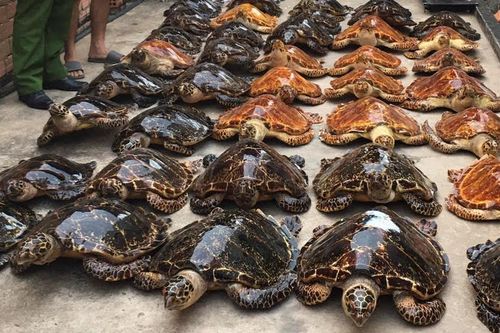 Tây Ninh: Phạt 22 năm tù cho hai đối tượng buôn bán 39 tiêu bản rùa biển