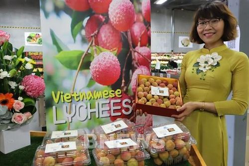 Vải tươi Việt Nam 'đắt hàng' tại Australia