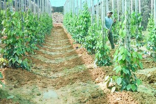 Hải Chánh khai thác thế mạnh vùng gò đồi