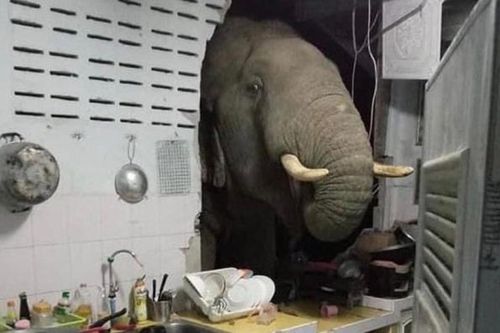 Voi đột nhập vào bếp nhà dân giữa đêm để ăn vụng