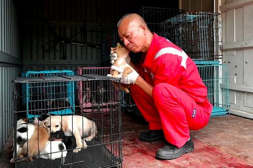 Sư thầy Trung Quốc giải cứu 8.000 con chó vô chủ
