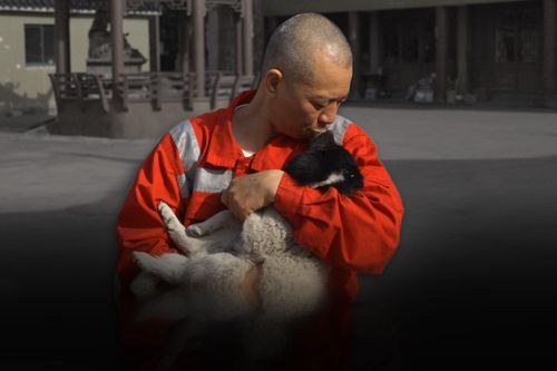 Nhà sư cưu mang hơn 8.000 con chó suốt 27 năm