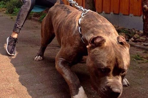 Đấm đá, vụt gậy cũng vô hiệu, làm gì để chó Pitbull khỏi cắn người?