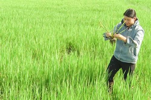 Quản lý bệnh lùn sọc đen ngay từ đầu vụ