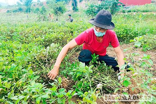 Dồm Cang được mùa lạc
